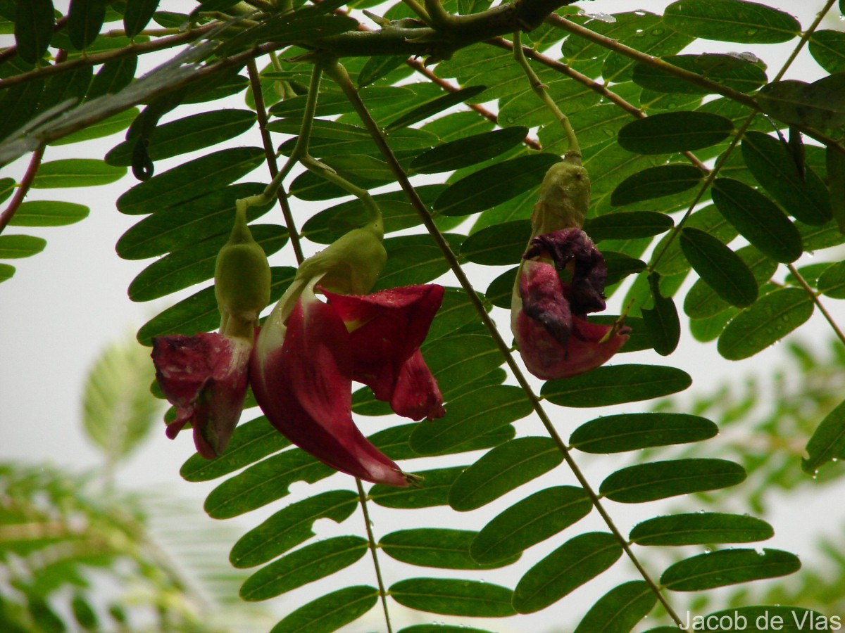 Sesbania grandiflora (L.) Poir.